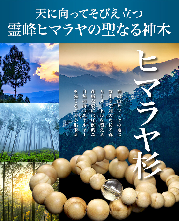 ヒマラヤ杉